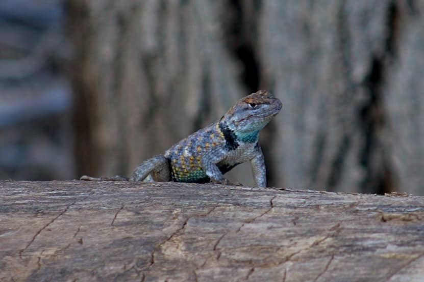 Blue Lizard